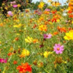 Meet your Posher, Destiny